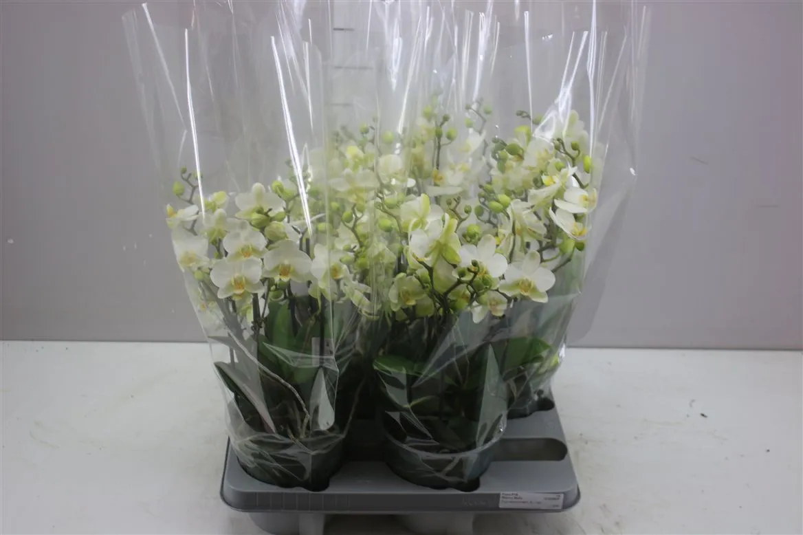 Orchidea Phalaenopsis Bellissimo biela A2 • črepník 15 cm