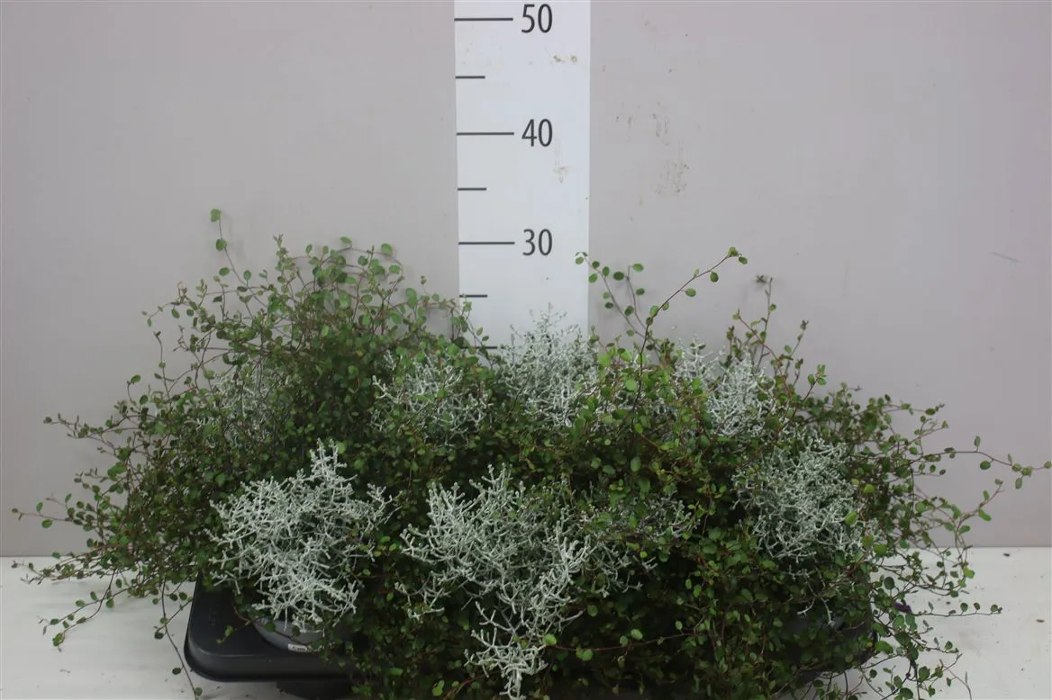 Calocephalus/muehlenbeckia • črepník 13 cm