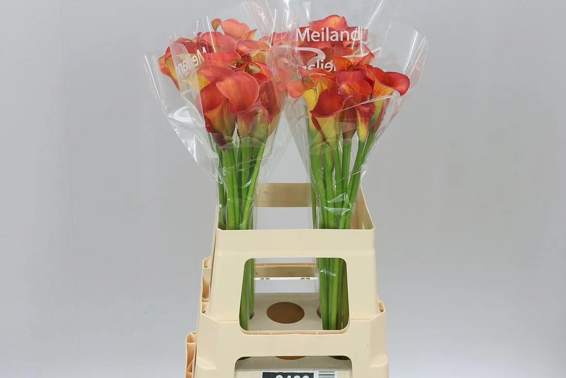 Kala Capt Trinity • 65 cm