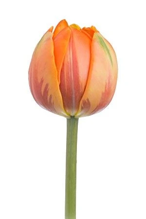 Tulipán plnokvetý Orange Princess