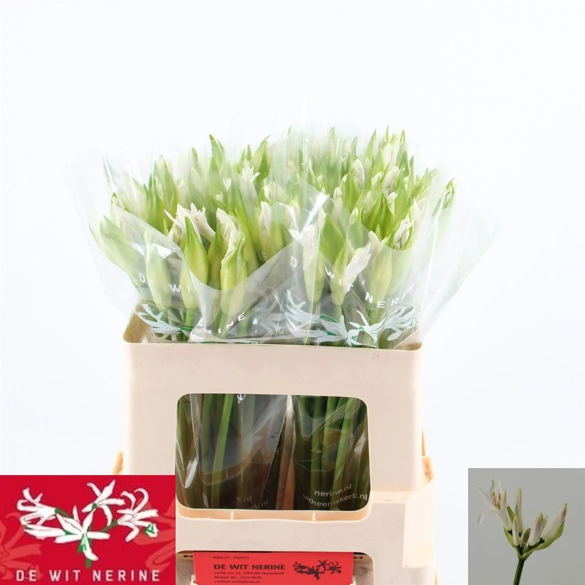 Nerine Bo Biancaneve • 50 cm