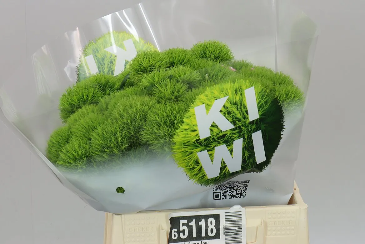 Di Bar Kiwi Mellow • 40 cm