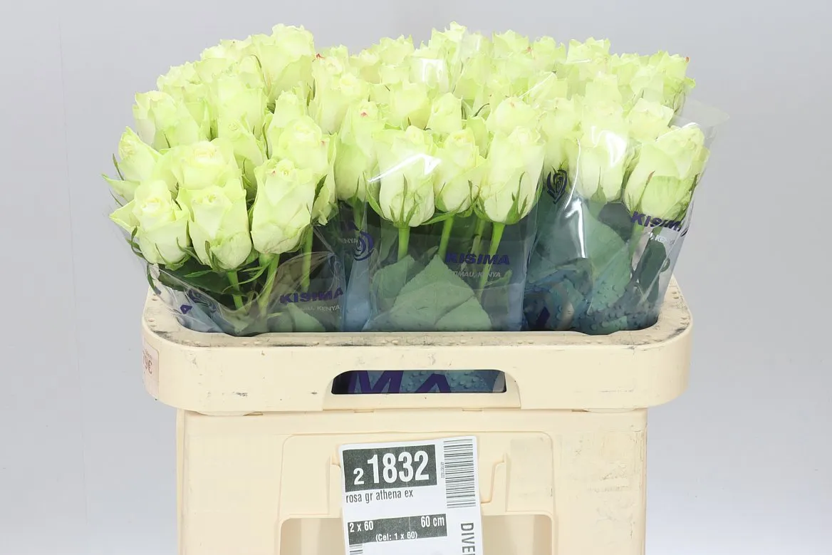 Rosa Gr Athena Ex • 60 cm