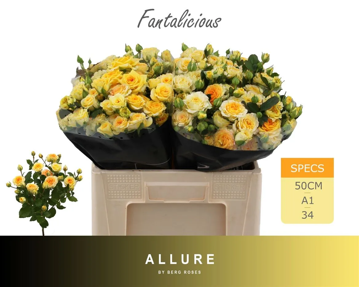 Rosa Tr Fantalicious • 50 cm