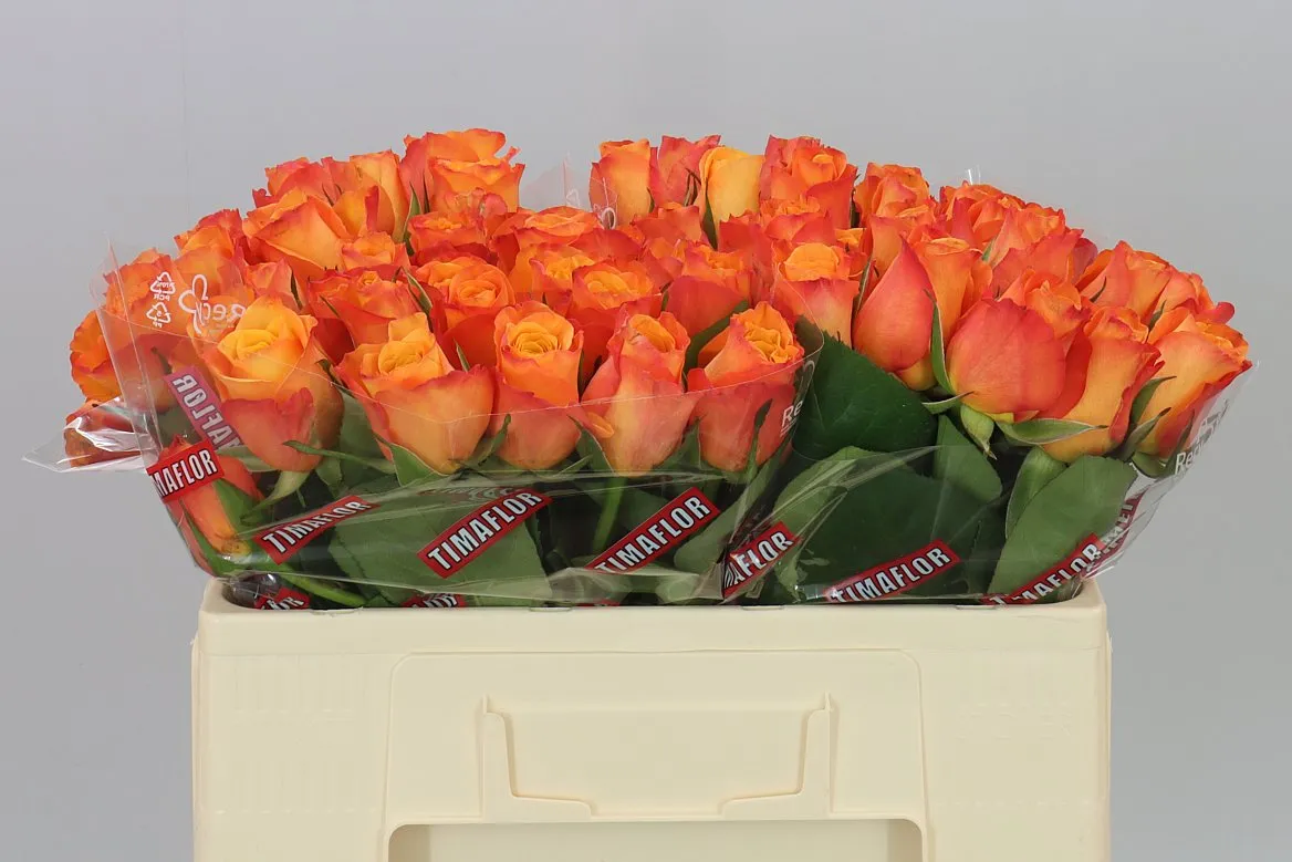 Rosa Gr Confidential • 50 cm