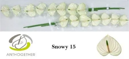 Anth Snowy
