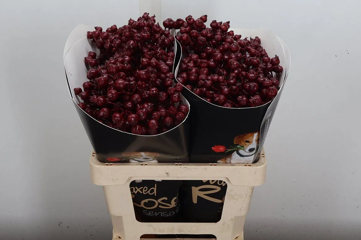 Rosa Bottel Wx Bordeaux • 60 cm