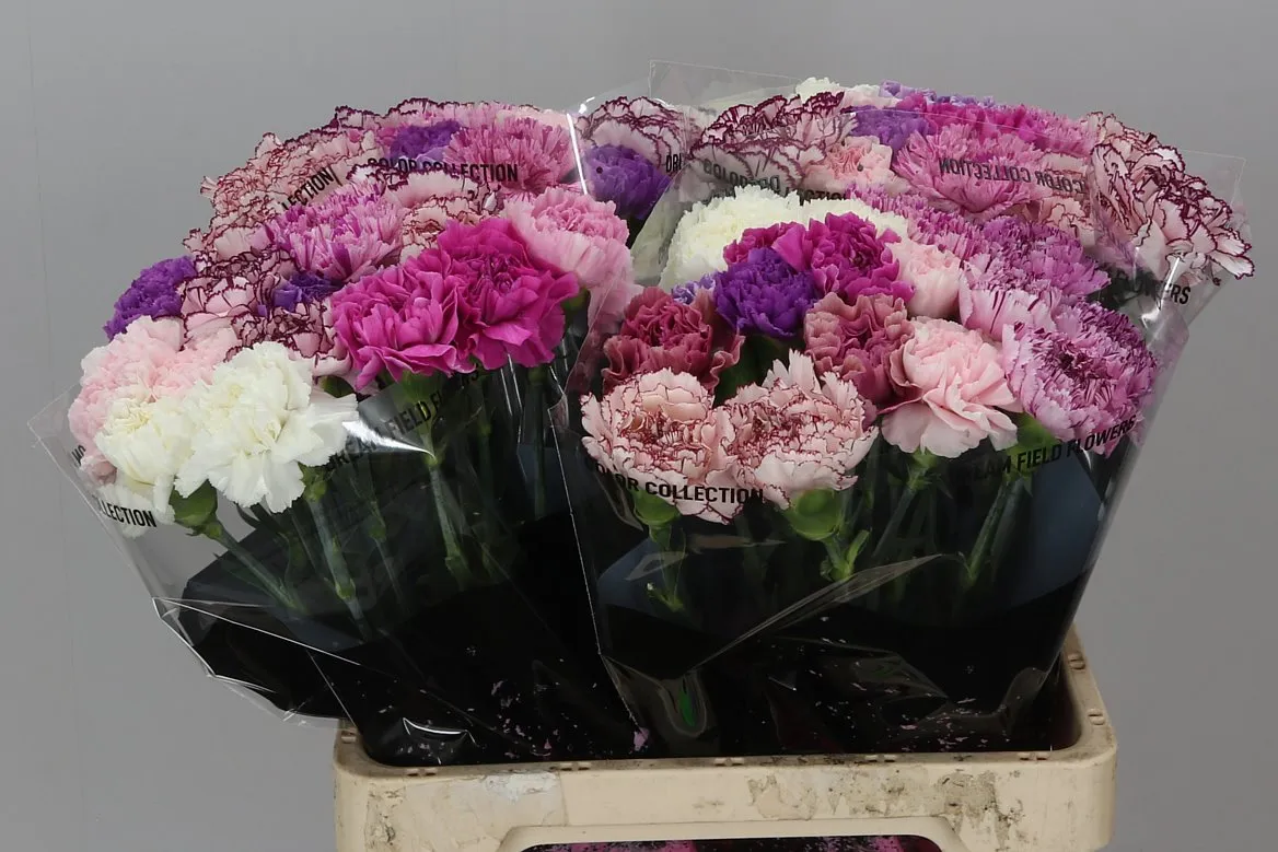 Karafiát mix Lavender • 60 cm