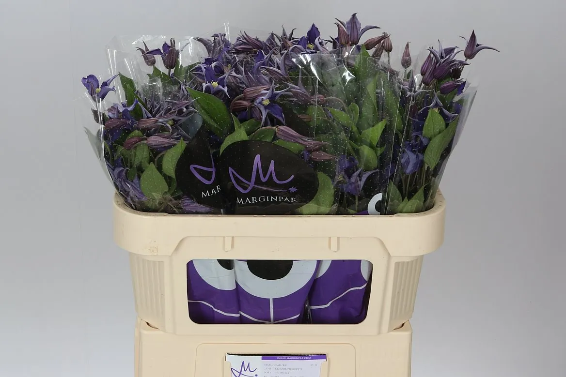 Clematis Blue Pirouette • 70 cm