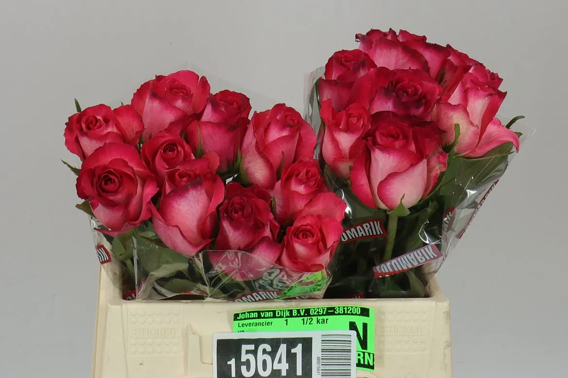 Rosa Gr Nicoletta • 40 cm