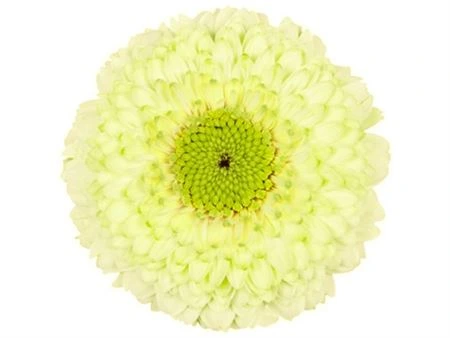 Germini Pomponi Kermit • 45 cm