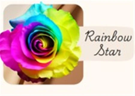 Ruža farbená Rainbow Star, Ekvádor • 50 cm