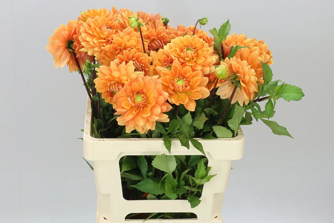 Dahlia Renate Tosio • 60 cm