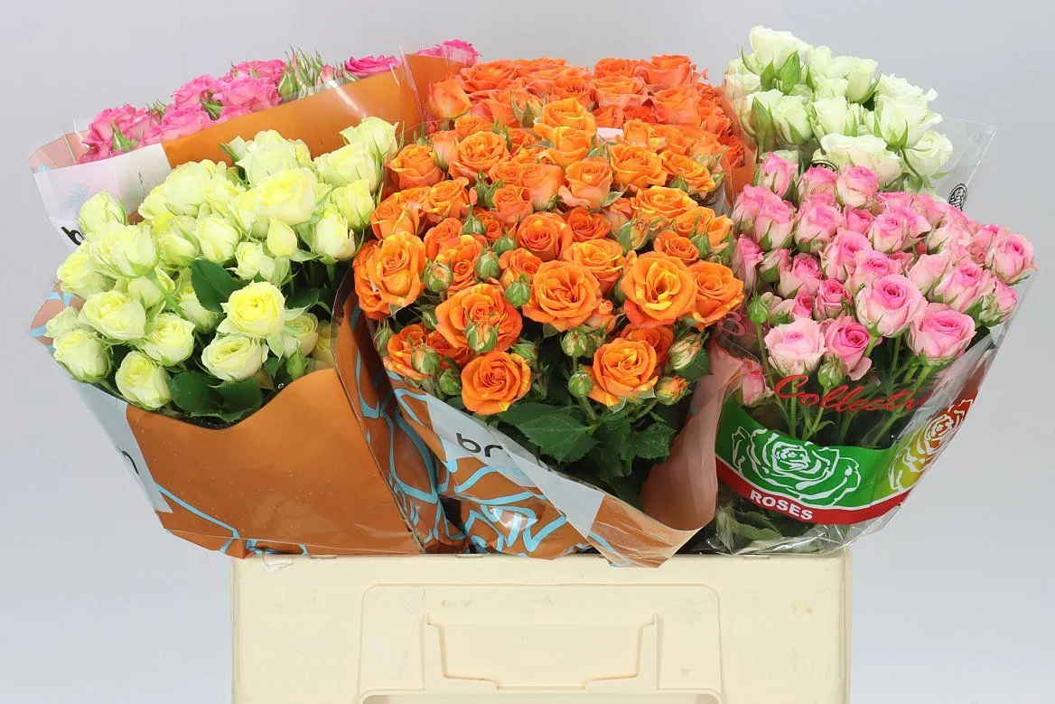 Rosa Tr Mixed In Bucket • 60 cm