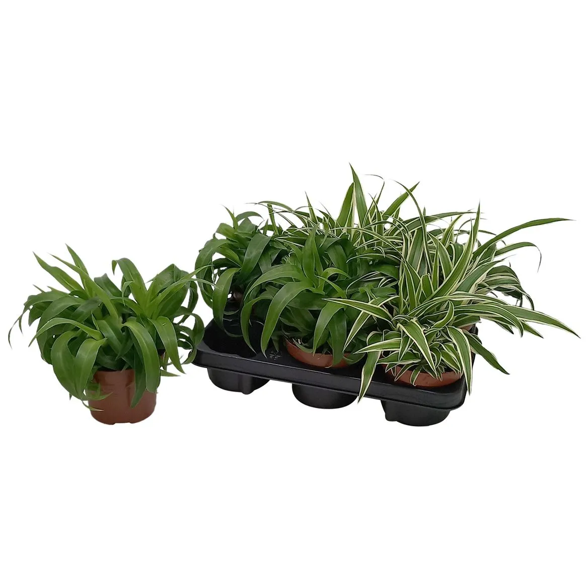 Chlorophytum mix • črepník 13 cm
