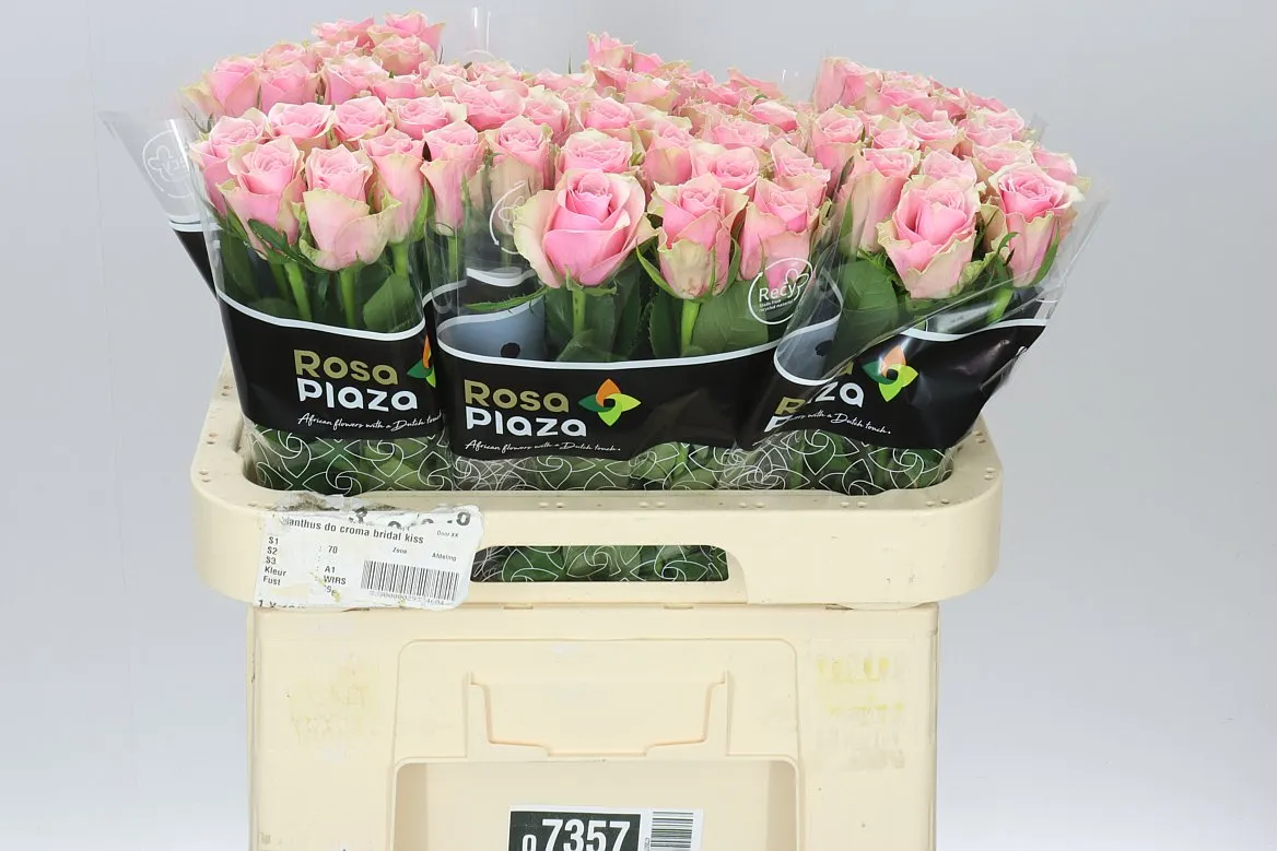 Rosa Gr Athena Royale • 60 cm