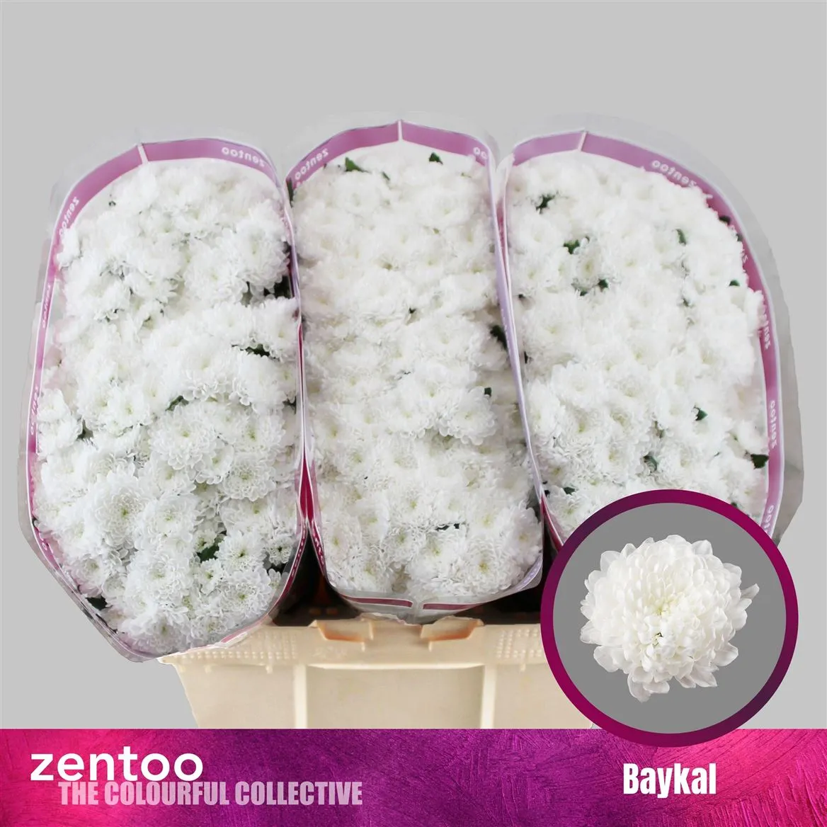 Chryzantéma santini Baykal • 55 cm