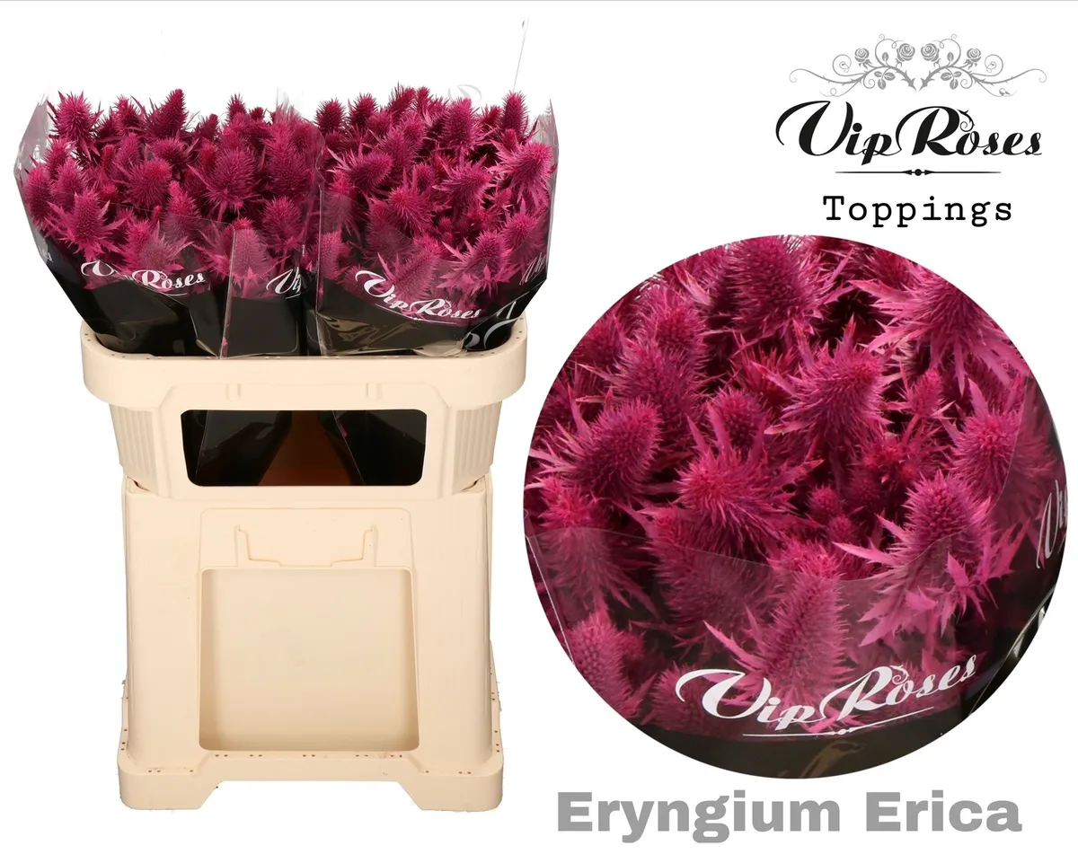 Eryngium Supernova Erica 60cm • 60 cm