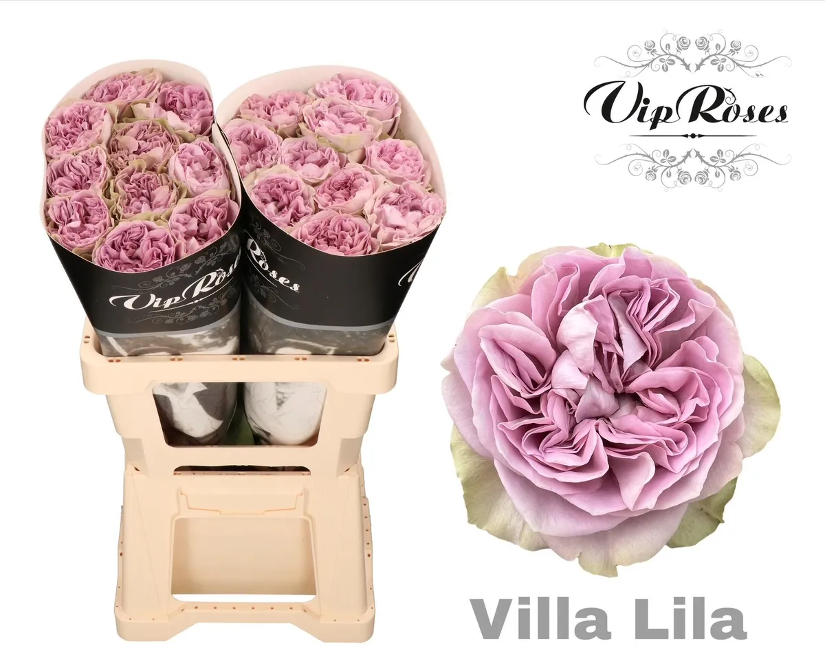 R Gr Villa Lila • 50 cm