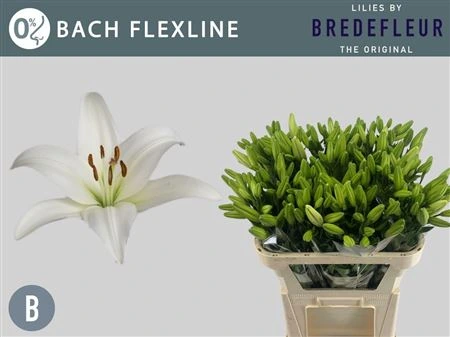 Ľalia LA Bach 3+ • 75 cm