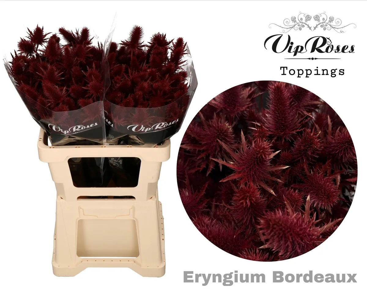 Eryngium Supernova Bordeaux 60cm • 60 cm