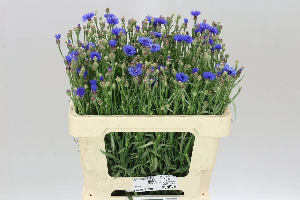 Centaurea Cy Blue • 55 cm