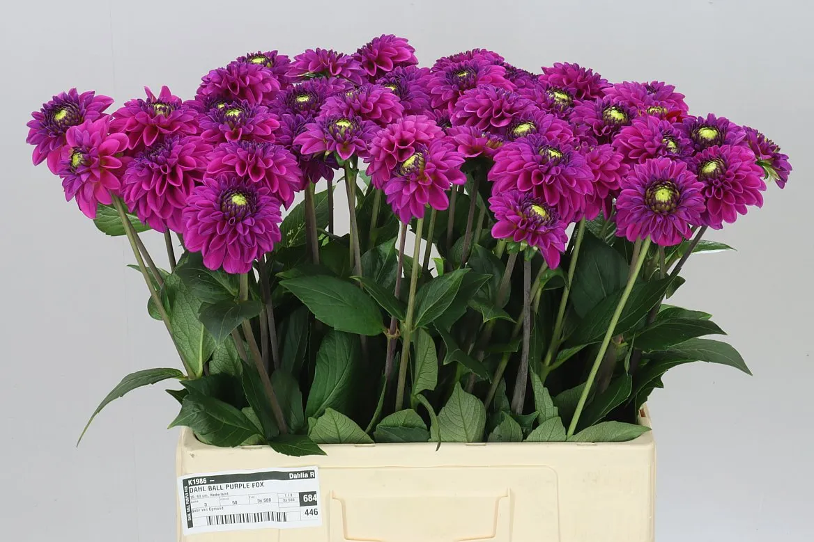 Dahlia Purple Fox Ex • 60 cm