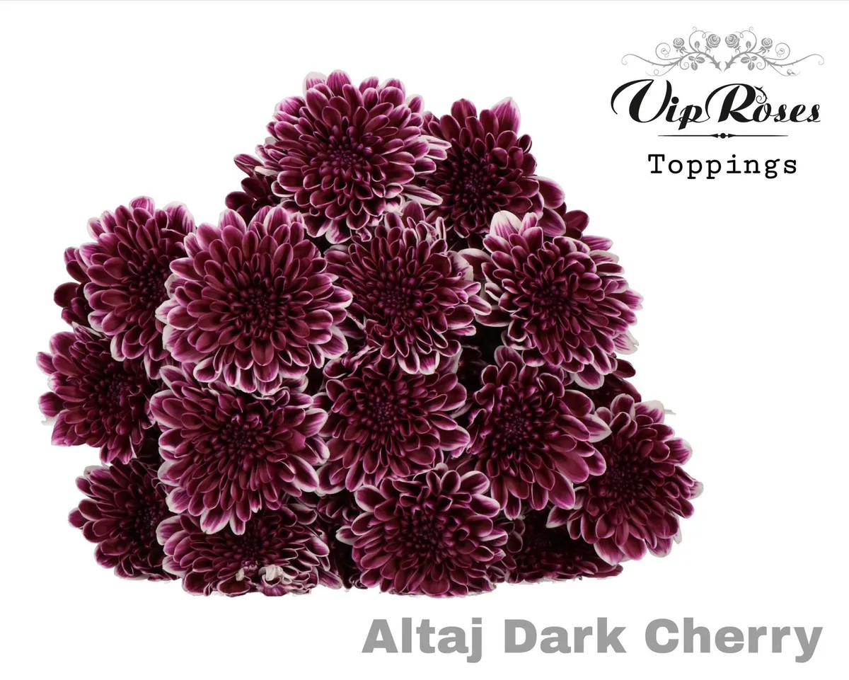 Chryzantéma trsová Altaj Dark Cherry • 65 cm