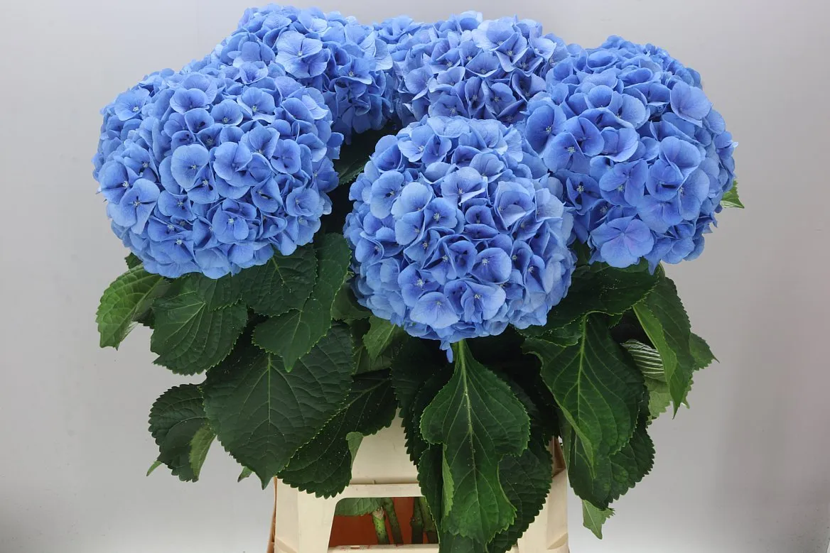 Hyd Mammoet Blue • 100 cm