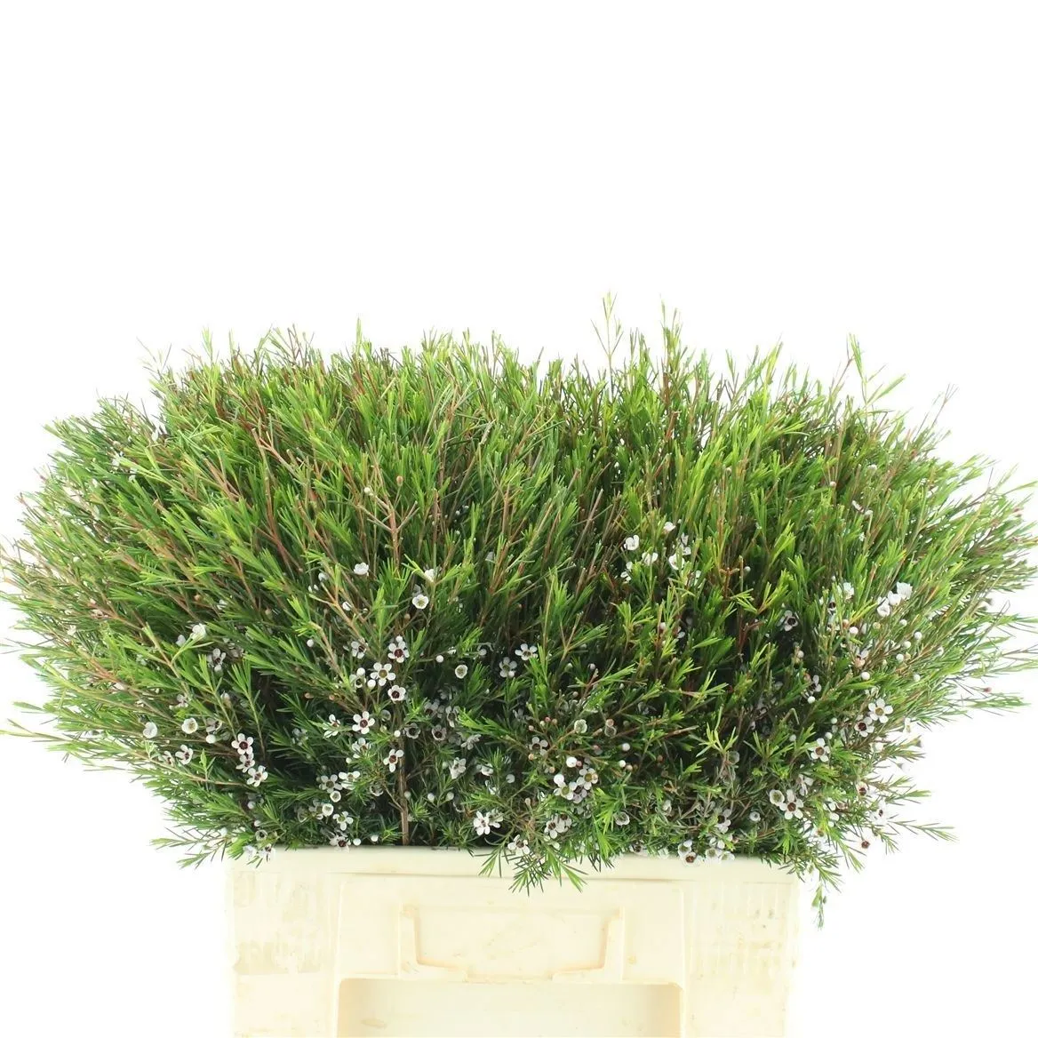 Chame Wax Snow Flake • 60 cm