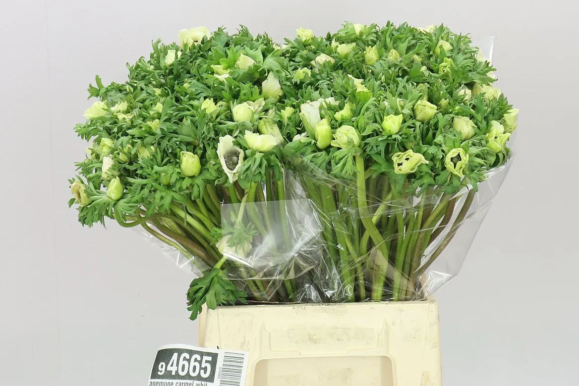 Sasanka Carmel White • 45 cm