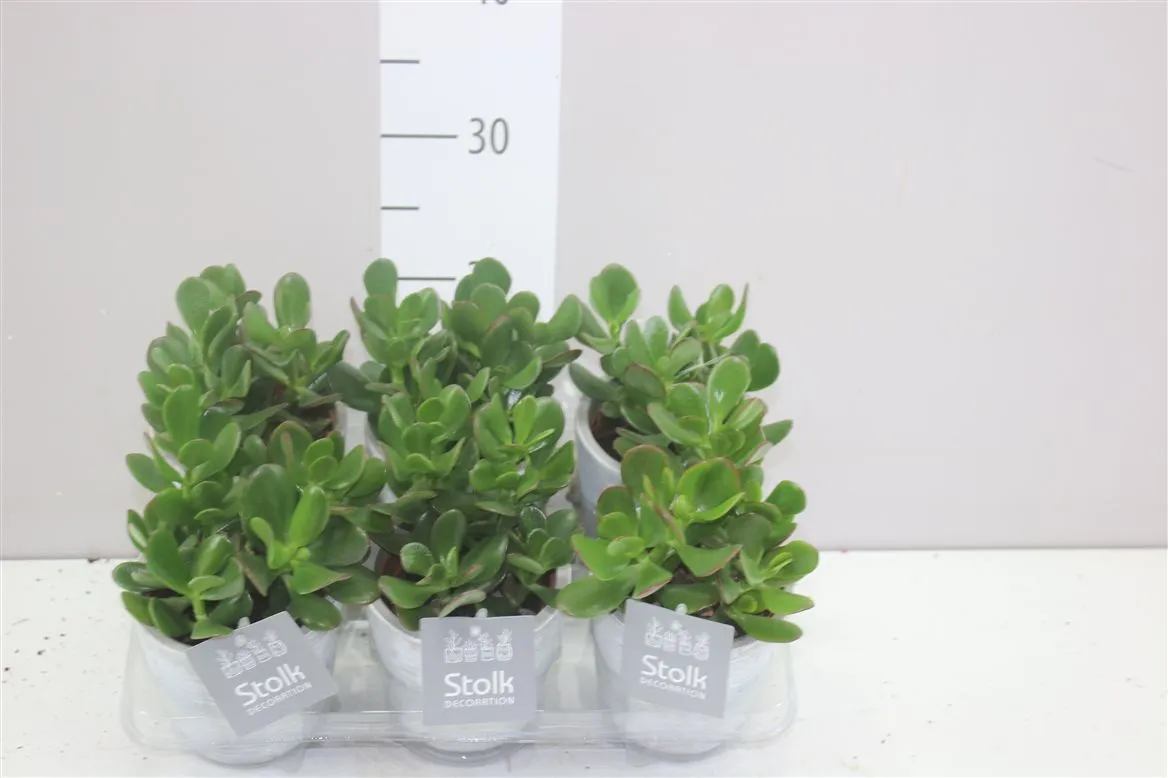 Crassula Ovata White Wash Keramiek • črepník 11 cm