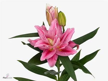 Lil Or Roselily Viola ( Double ) • 90 cm