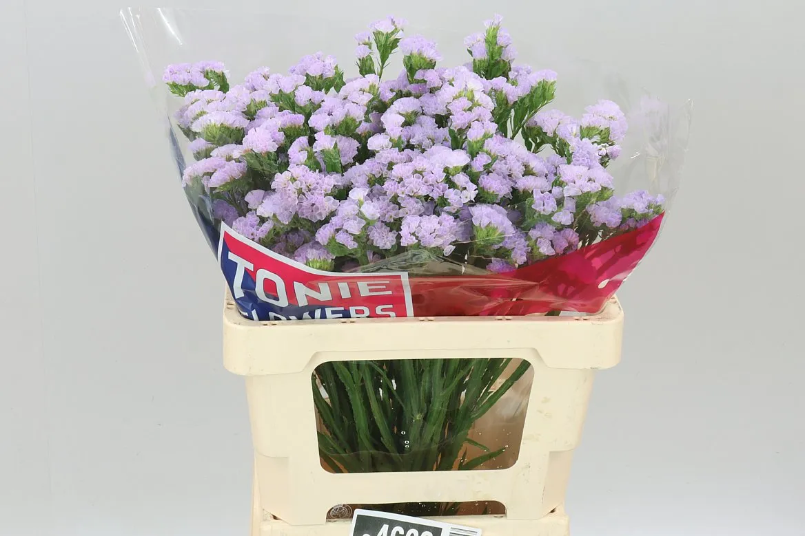 Lim. S Tonie Lavender • 60 cm