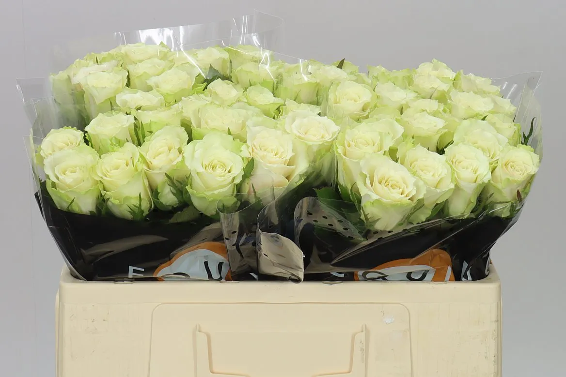 Rosa Gr Abby • 50 cm