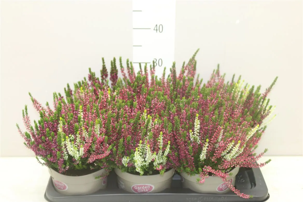 Calluna Trio Girls • črepník 17 cm