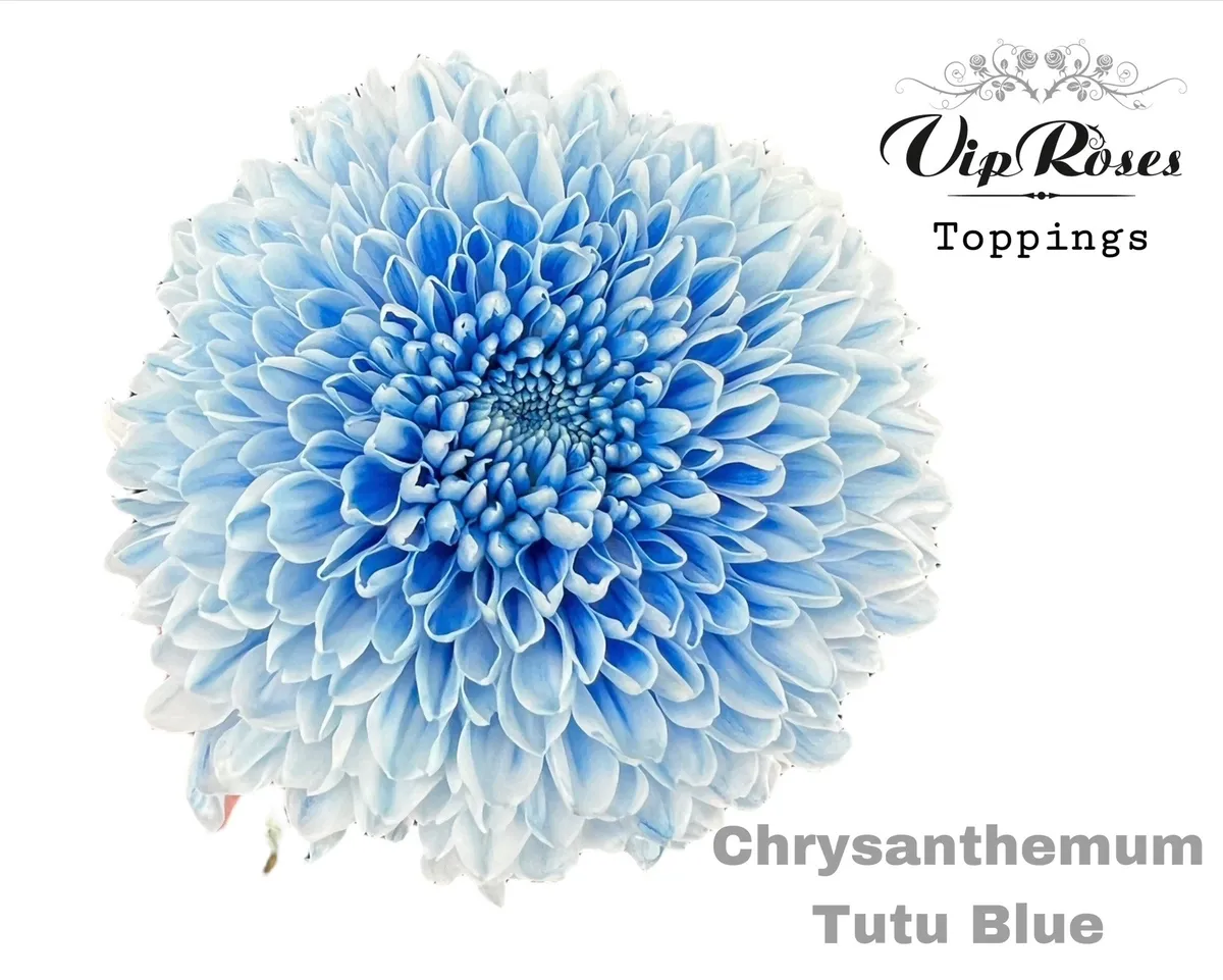 Chryzantéma veľkokvetá Tutu Blue • 70 cm