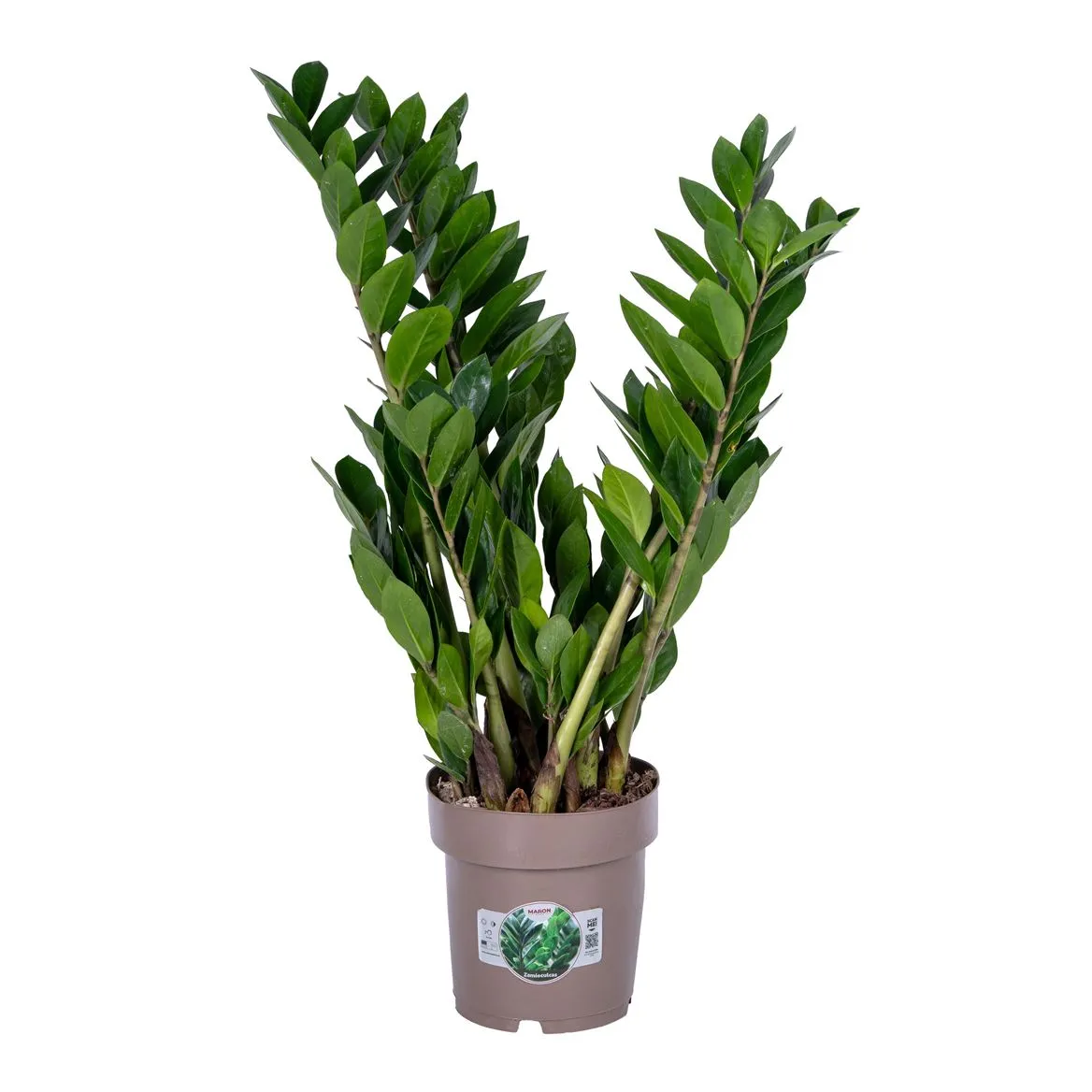 Zamioculcas 8+ • črepník 17 cm