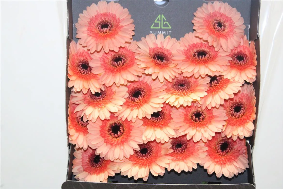 Germini Diamond Oreo • 55 cm