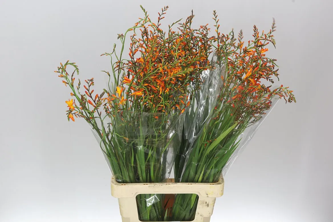 Crocosmia Lucifer Imp • 70 cm