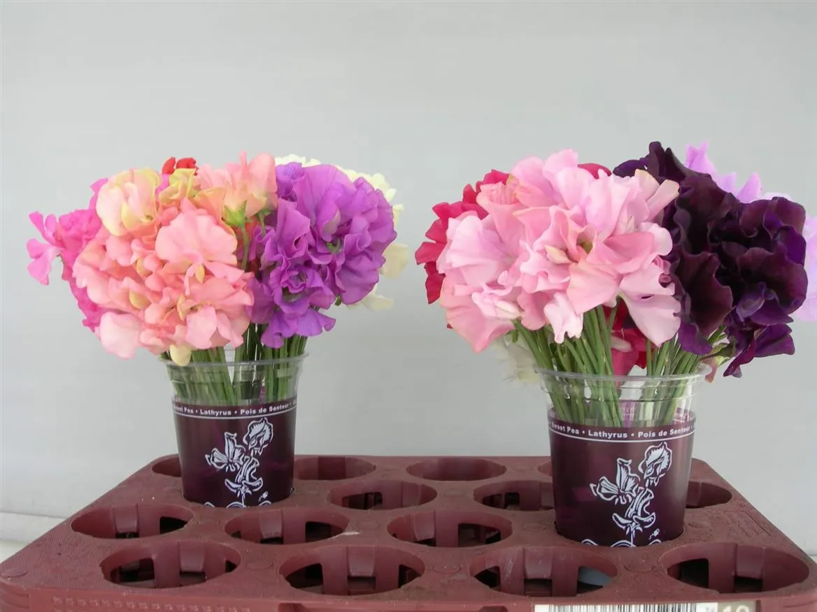 Hrachor mix • 35 cm