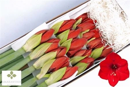 Amarylis Red Lion • 80 cm