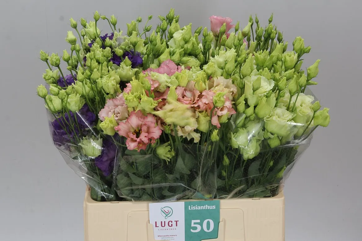 Eustóma plnokvetá Alissa mix • 65 cm