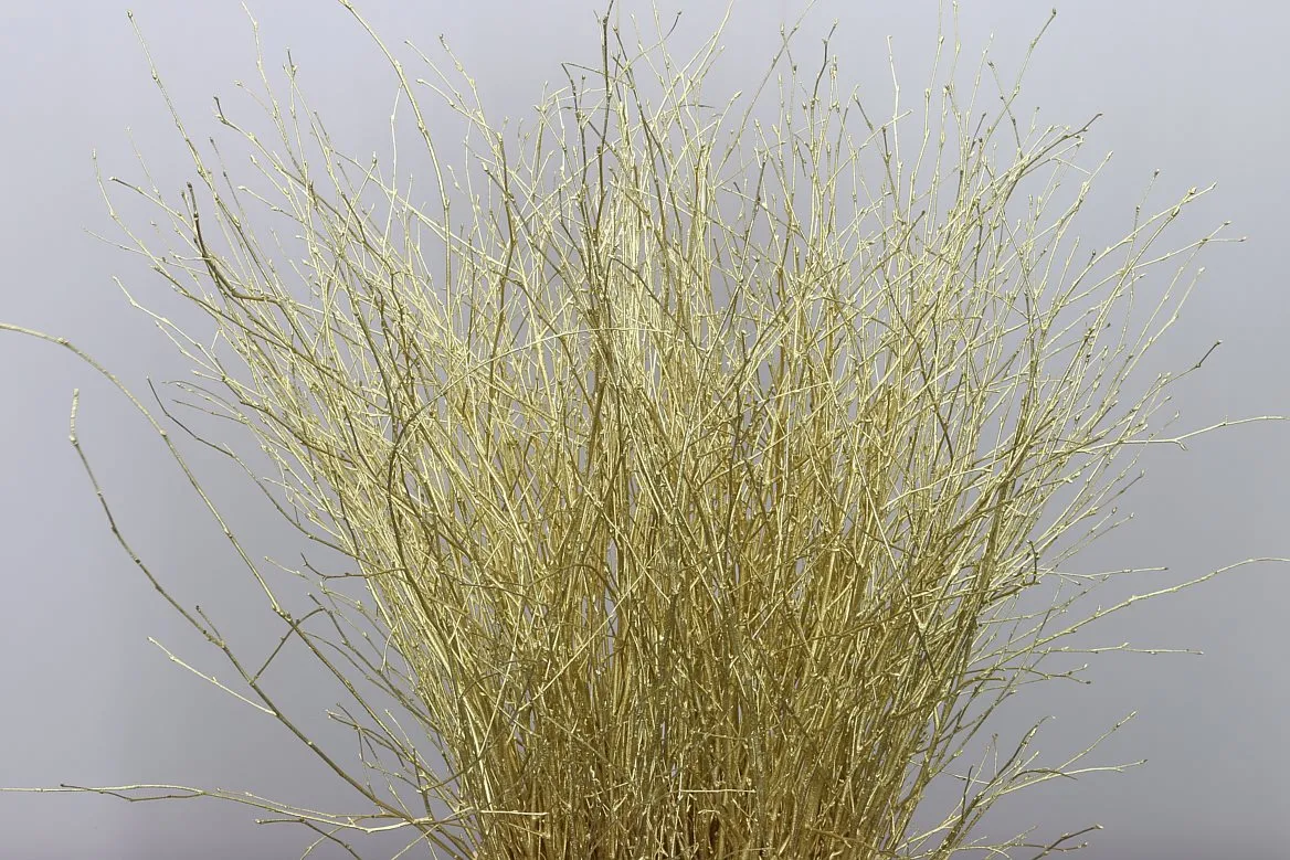 Breza Gold • 70 cm