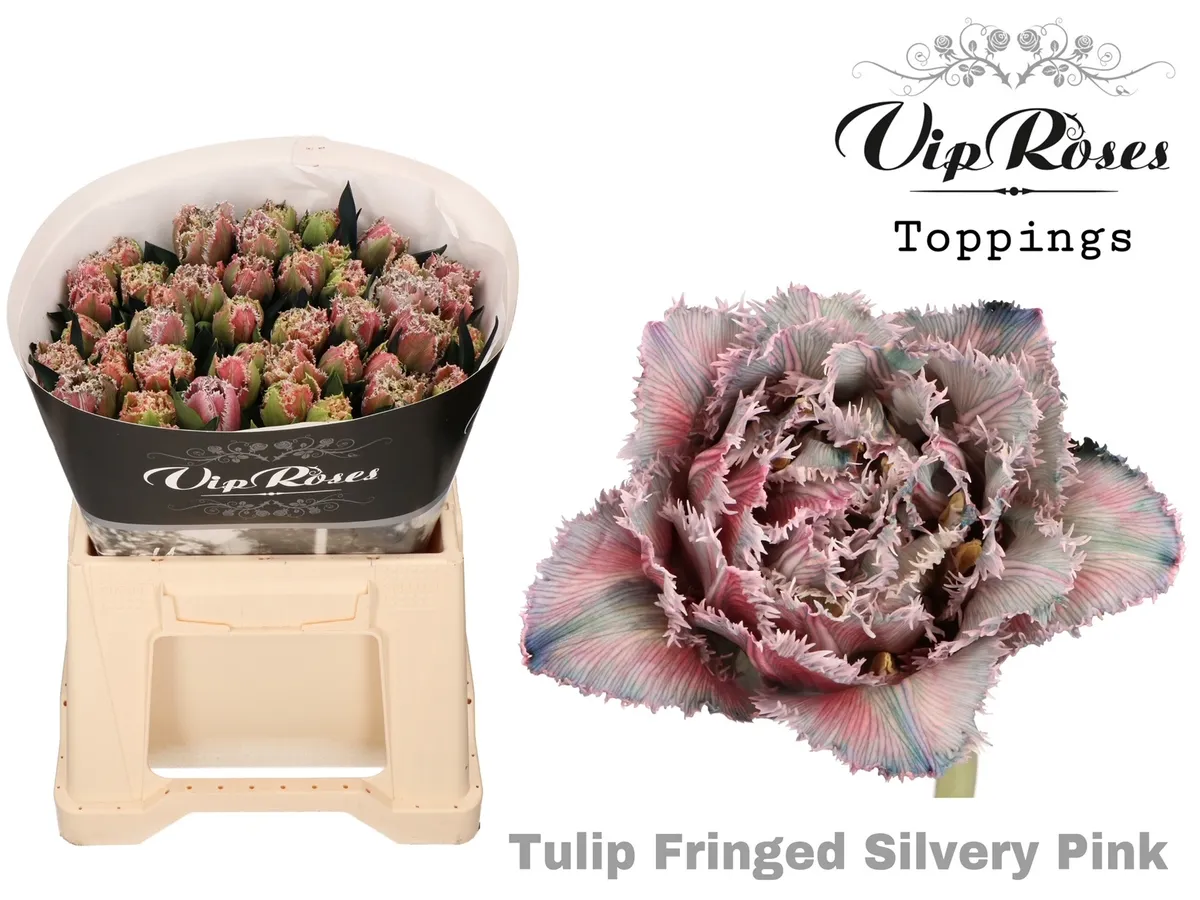 Tu Fr Fringed Silvery Pink • 34 cm