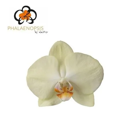 Phal Rising Sun