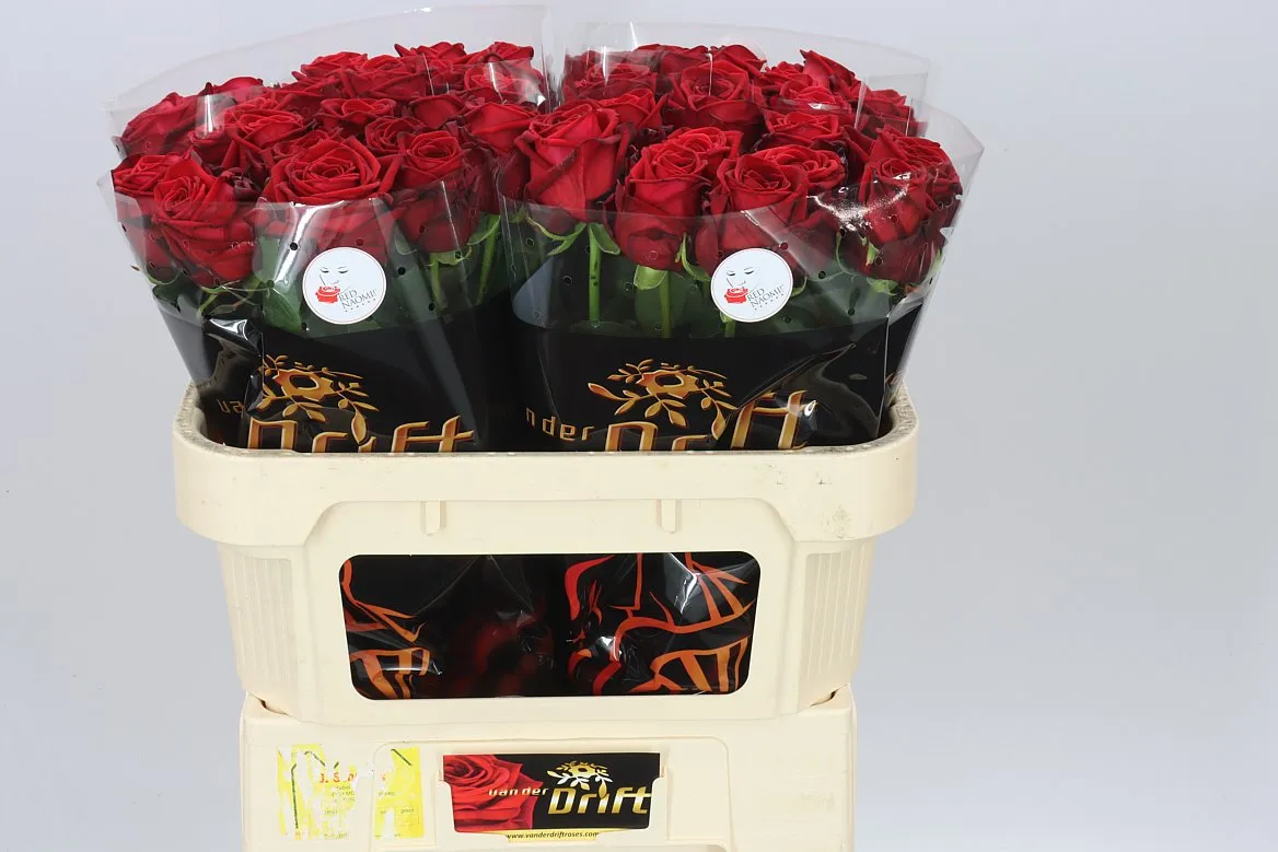 Ruža Red Naomi Drf • 70 cm