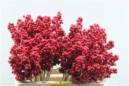 Ilex Red, sušené • 50 cm