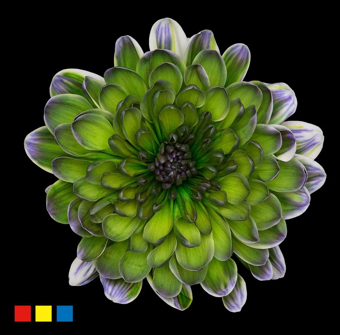 Chryzantéma trsová Altaj Polar Light • 70 cm