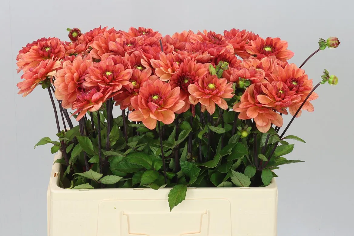 Dahlia Orange Girl • 60 cm